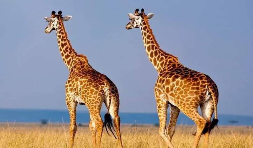 Serengeti Wildebeest Migration Safari  10 Days — 1