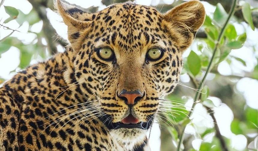 Descubra o Safari Familiar de 6 Dias de Classe Mundial na Tanzânia – Serengeti, Ngorongoro e Tarangire com os Preços Mais Descontados para 2025 e 2026 — 1