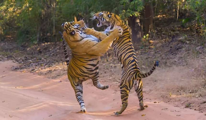 من دلهي: جولة سفاري النمور في Ranthambore لمدة 3 أيام!! — 1