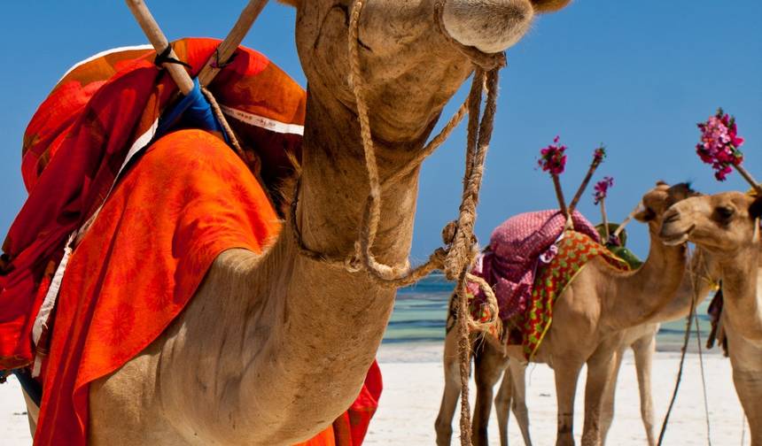 Safári e Praia no Quênia Tembo — 1