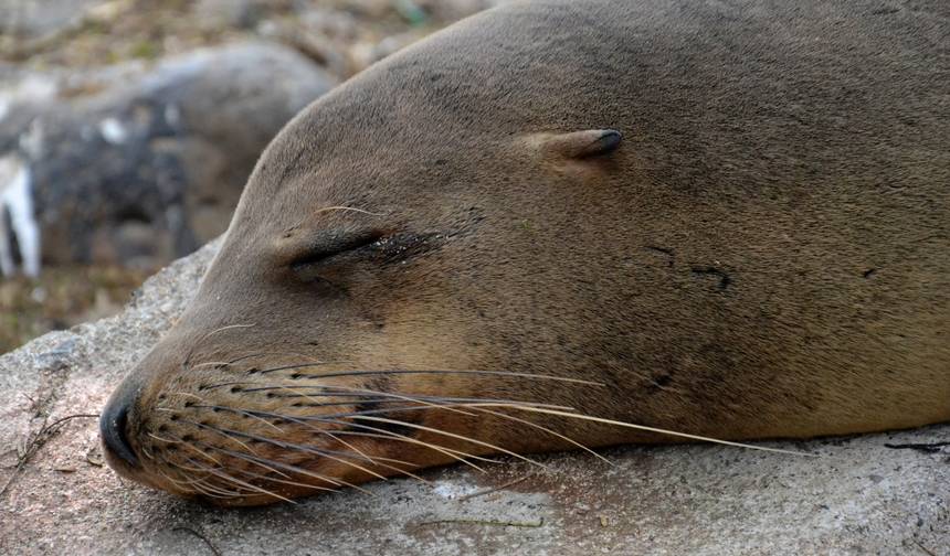 From Snow-capped Peaks to Pristine Islands: A journey across the Andes, Cloudforest and Galapagos — 1