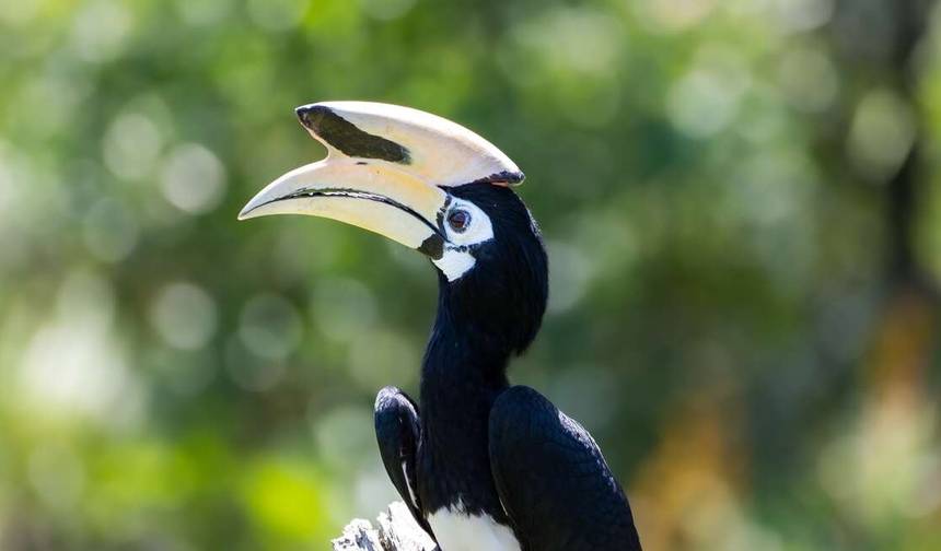 Destaques da Vida Selvagem de Bornéu (Sabah) — 1