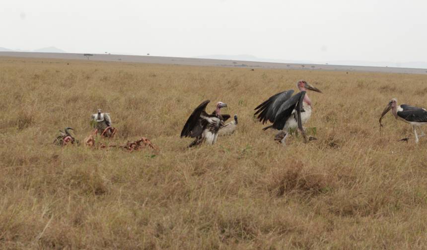 Safari de Luxo de 4 Dias no Masai Mara para Observação da Vida Selvagem — 1