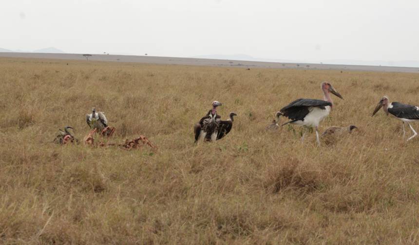 8 dni Safari Samburu i Masai Mara — 1