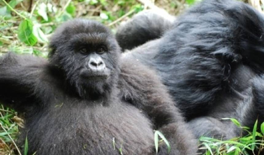 Gorillas and Game Parks — 1