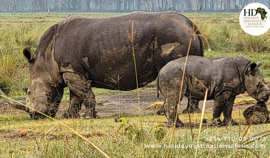 Twoje Afrykańskie Safari — 1