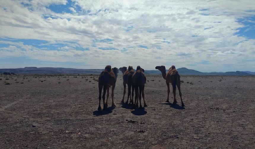 Caravanserai Dreams: A 4-Day Desert Adventure — 1