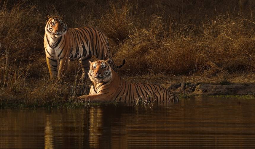 インド中部 野生動物ツアー — 1