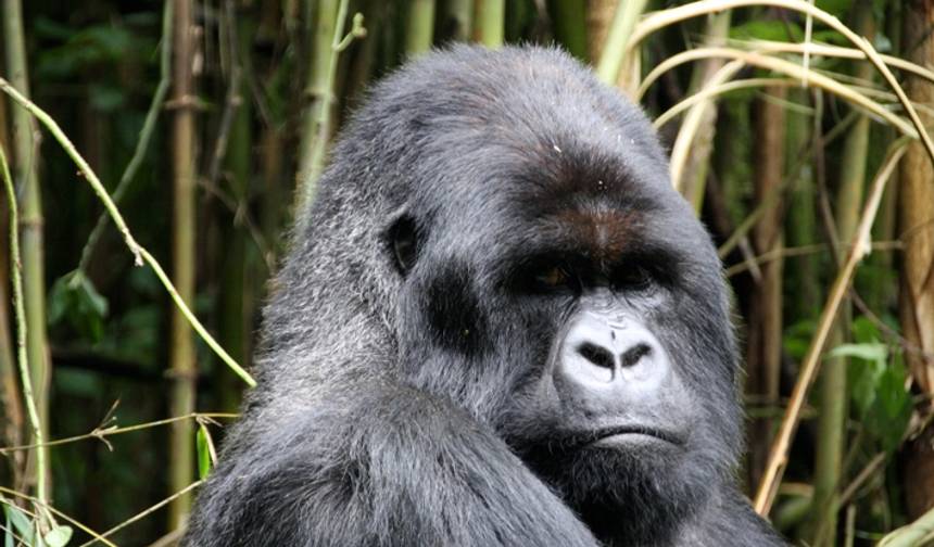 The Gorilla Trek — 1