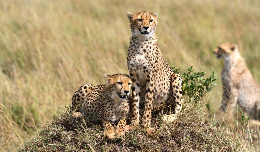 忘れられない7日間のサファリ — 1