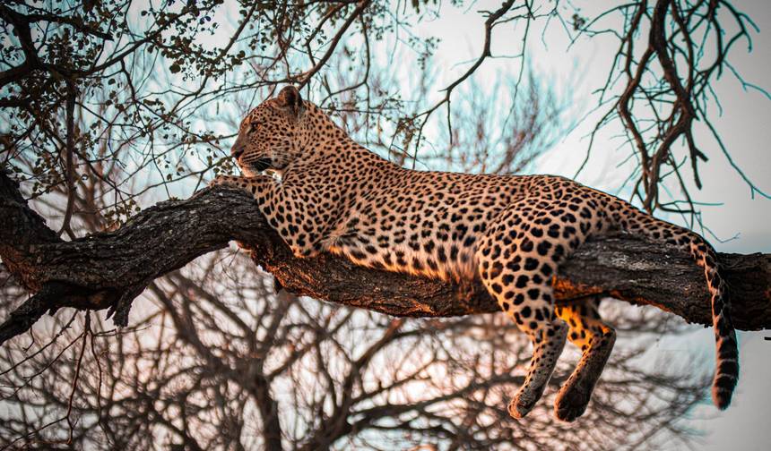 Inesquecíveis 10 Dias de Safari no Quênia e na Tanzânia. — 1