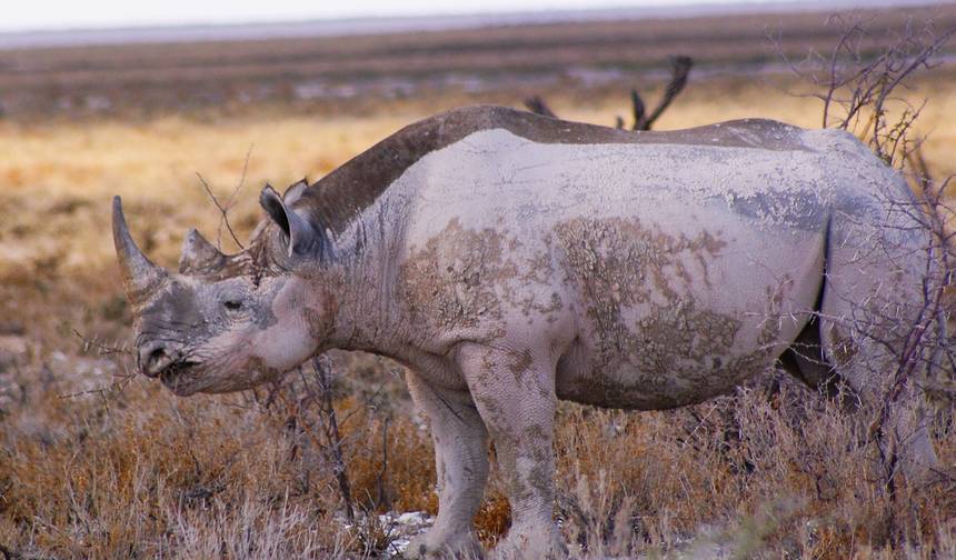 رحلة سفاري المغامرة في نزل Etosha و Swakopmund لمدة 4 أيام * المغادرة يوم الثلاثاء — 1