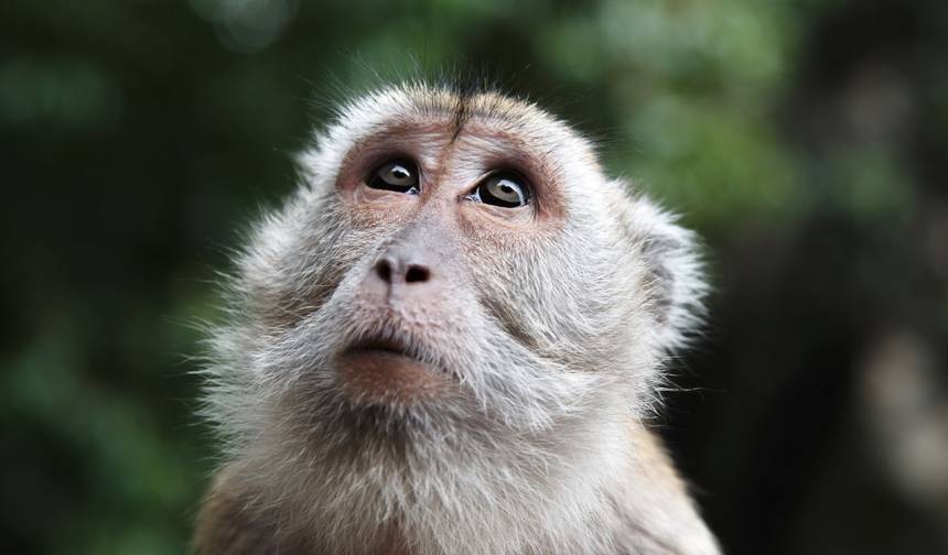 Malaysia Sarawak: Iban Longhouses & Wild orangutans (Private Custom) — 1
