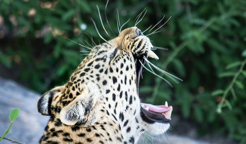 Central Kalahari Game Reserve and Okavango Delta Exploration 7 Days /6Nights — 1