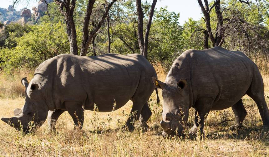 Delta, Chobe i Wodospady - 12 Dni — 1
