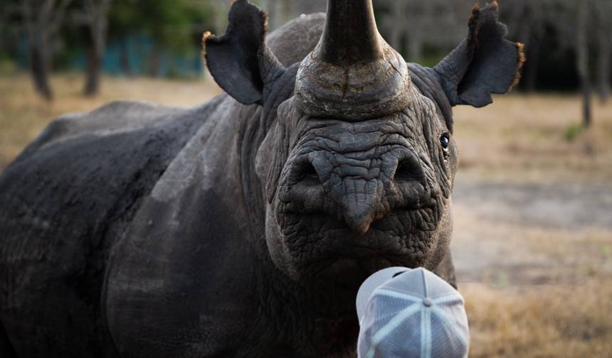 1-Day Ol Pejeta Conservancy Safari — 1
