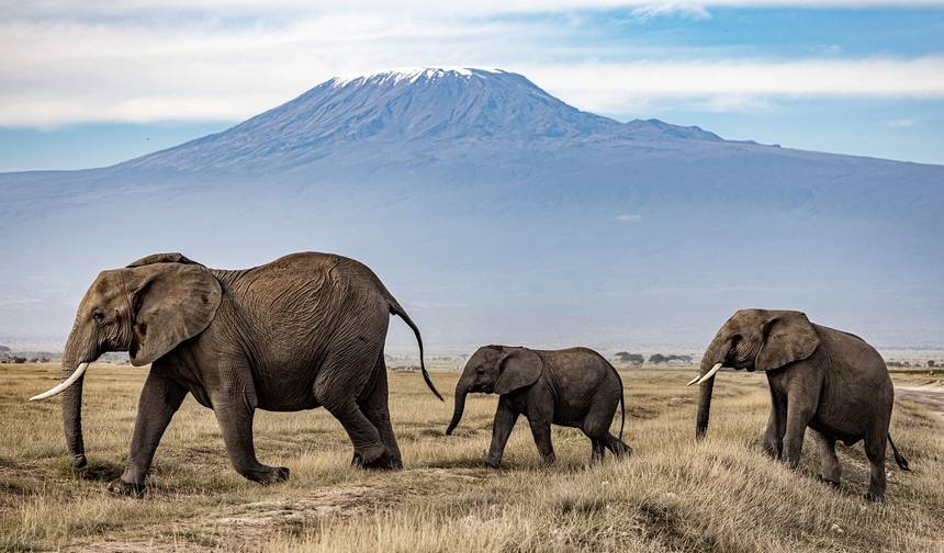 3-dniowe Luksusowe Safari Amboseli — 1