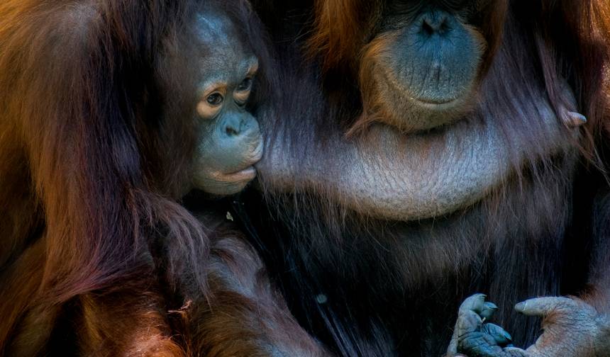 Splendours of Borneo: Kota Kinabalu to Kuching — 1
