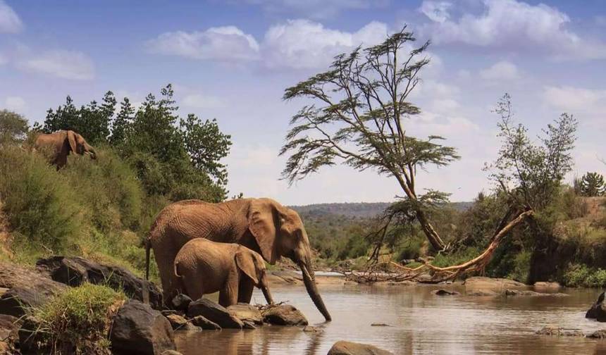 4 Days Masai Mara Game Reserve — 1