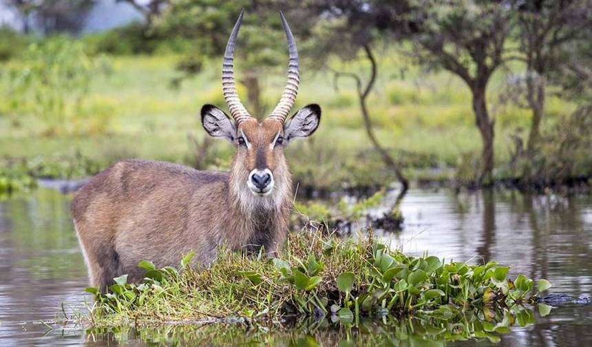 13日間 タンザニア 野生動物と文化サファリの真髄 — 1