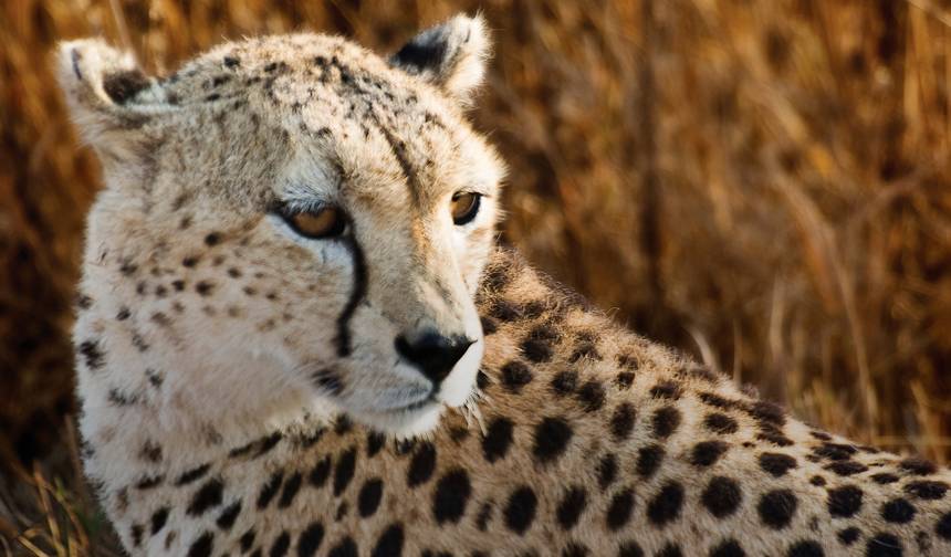 Geluxe: Afryka Wschodnia: Przejażdżki safari, wędrówki górskie i trekking z szympansami — 1