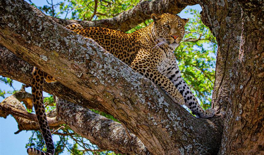 Z Arushy 4 dni safari po sawannie do krateru: Serengeti i Ngorongoro Safari Trip — 1
