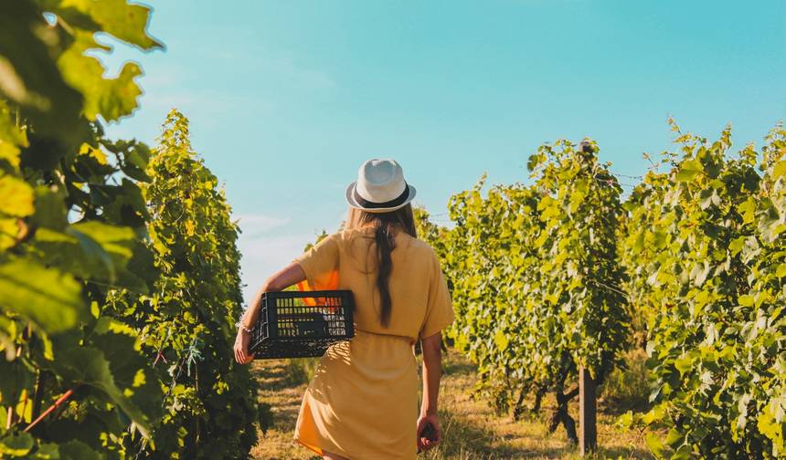 Degustação de Vinhos e Escapada para Vinhedos perto de Tirana — 1