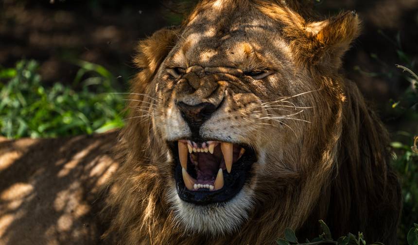 De Arusha: 6 dias de Aventura Icónica de Safari na Tanzânia: Da Savana à Cratera: Serengeti, Parque Nacional do Lago Manyara — 1