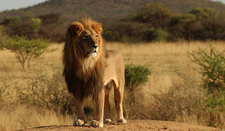 Z Arushy 6-dniowa podróż przez jeziora, sawanny i kratery: Ikony Tanzanii – Jezioro Natron, wycieczka safari po Serengeti — 1