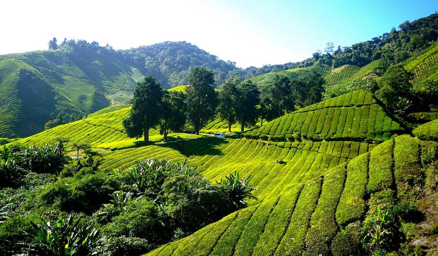 Cameron Highlands Adventure from Kuala Lumpur (Bespoke Private) — 1