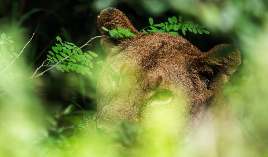 De Zanzibar a Selous: 13 dias de Férias de Praia e Safári — 1
