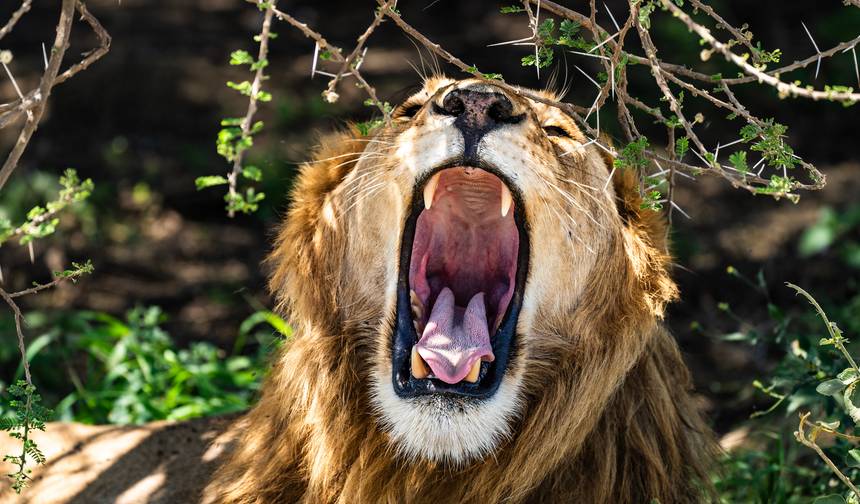 From Zanzibar & Fly-In Serengeti : 15 days Safari Discover the Land of the Big Cats — 1
