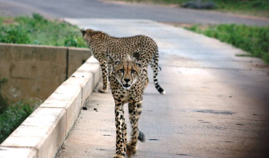 3-Day Ultimate Kruger National Park Big 5 Safari — 1
