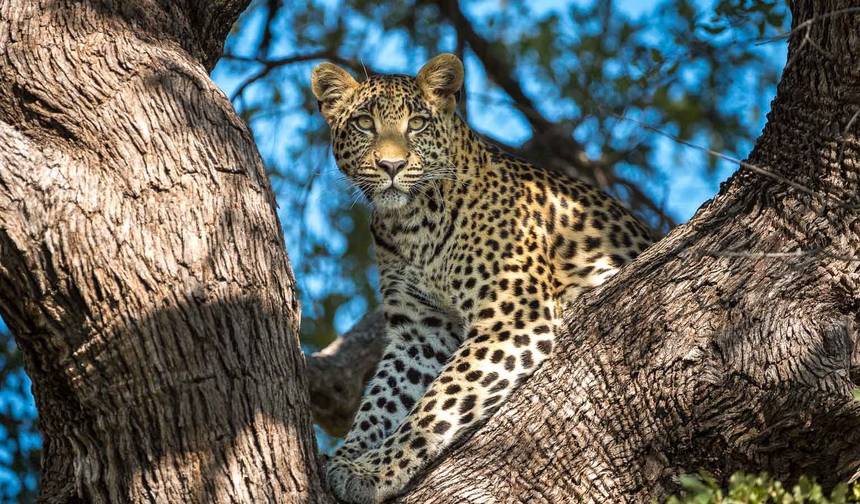 Safari z Lampartami w Moremi – 5 dni — 1