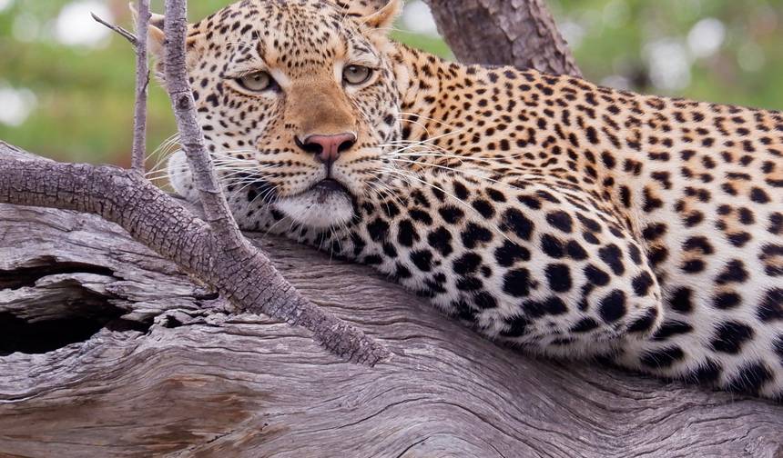 Z Zanzibaru do Selous G.R: 5 dni Ucieczki w dzicz: 3 całodniowe safari z obserwacją zwierzyny i wycieczki — 1