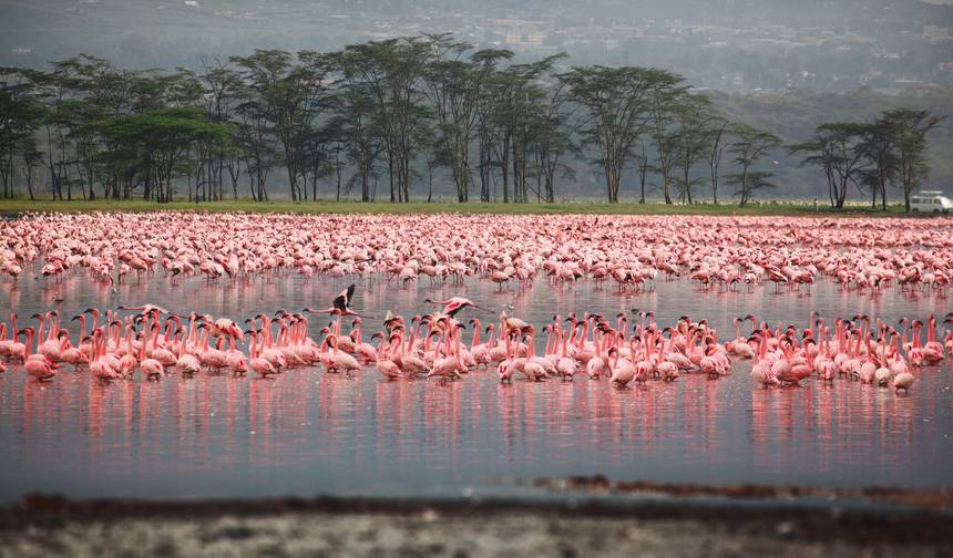 4 Days Kenya Group Safari: Masai Mara & Lake Nakuru — 1