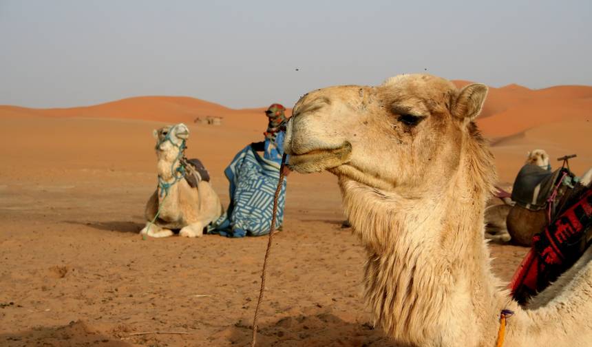 Morocco Discovery カサブランカ - 9日間 — 1