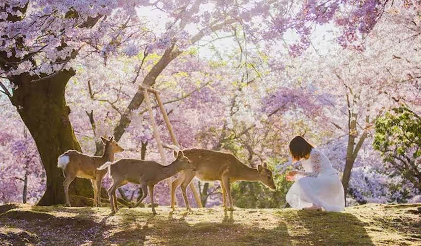 【Japão】Pacote de 11 Dias de Grande Luxo em Osaka, Quioto, Nara e Ilha Awaji com experiência em Campo de Golfe — 1