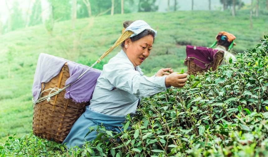 Darjeeling Gangtok Tour Package — 1