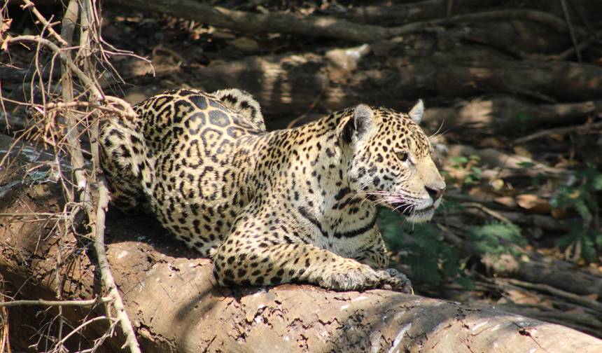 ジャガーの足跡をたどる旅（国内線フライト込み） — 1