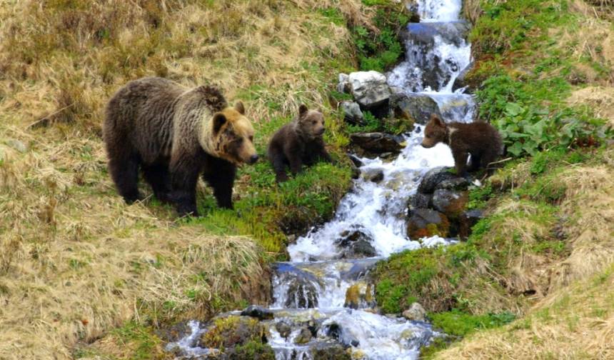 Bear watching hiking tour — 1