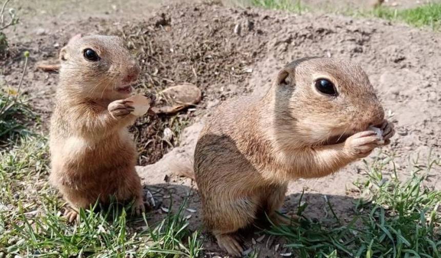 Muránská plainでジリスを観察し、ハイタトラス国立公園を訪れる — 1