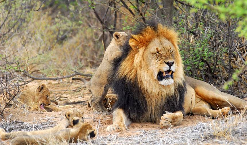 Exclusive Cape Town and Garden Route Safari — 1