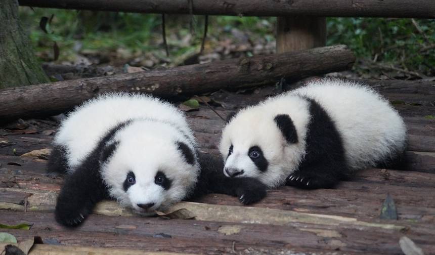 10日間で巡る素晴らしい中国：張家界、西安、成都 — 1