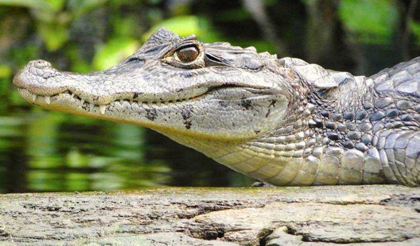 Trilhas de Tortuguero e Rápidos do Pacuare 4D/3N — 1