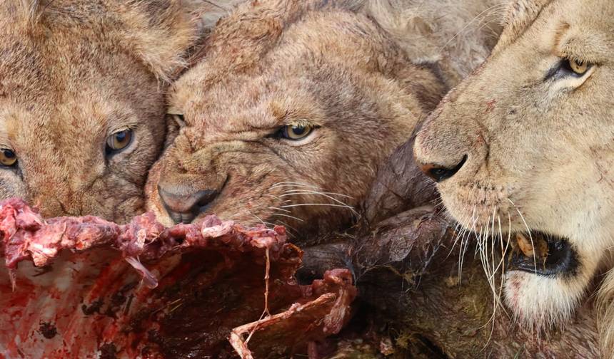 6 Days, 5 Nights Budget Safari To Masai Mara, Lake Nakuru And Amboseli — 1