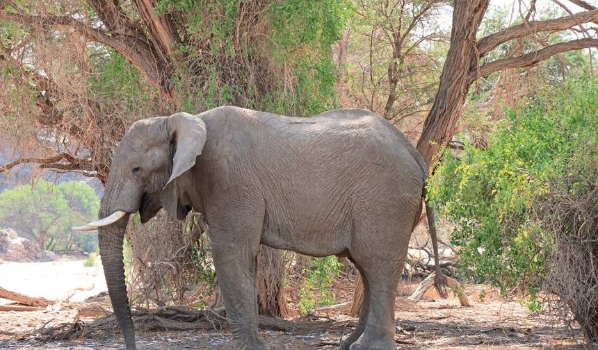Północna Namibia w spokojniejszym tempie — 1