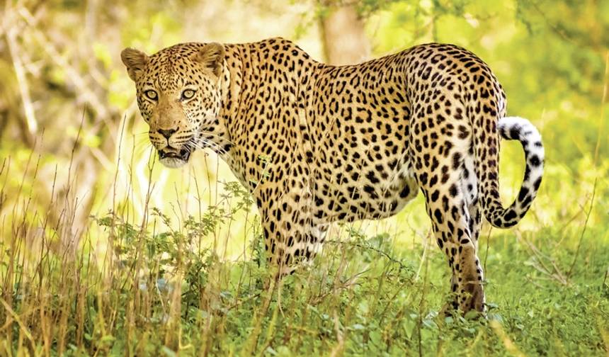 Flying visit to South Africa - Small Group Tour — 1