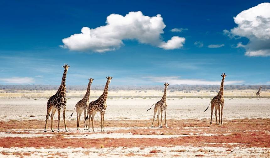 Namibia pełna kontrastów — 1
