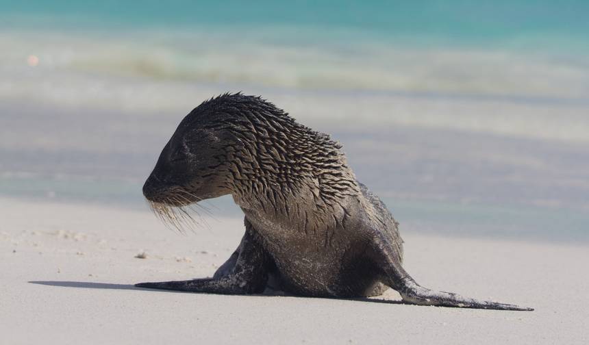 Highlights of the Galapagos - 14 days — 1